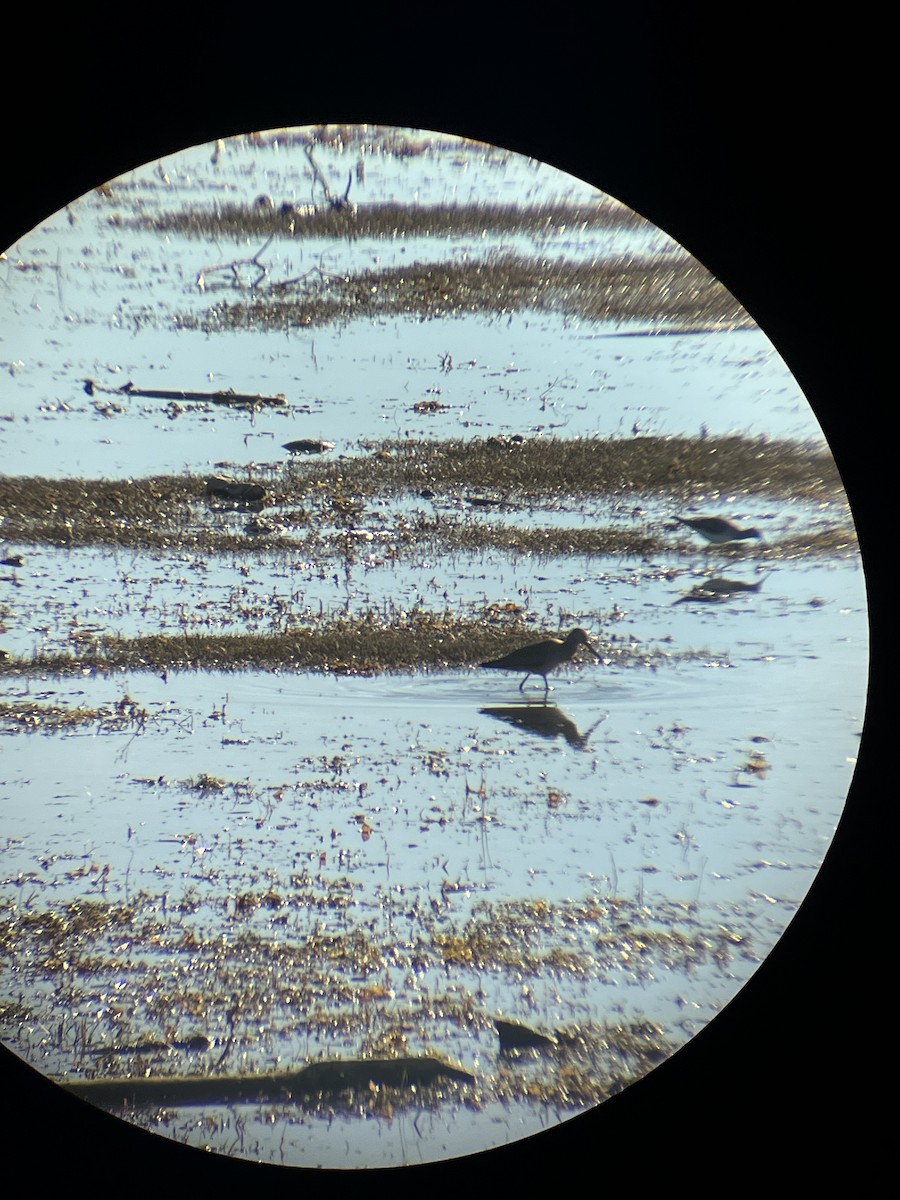 Hudsonian Godwit - ML642840393