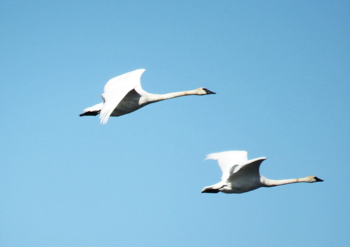 Trumpeter Swan - ML642840403