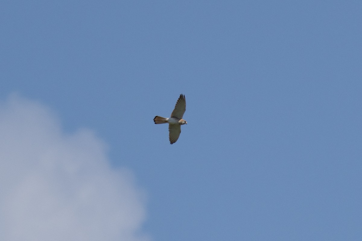 Nankeen Kestrel - ML642840405