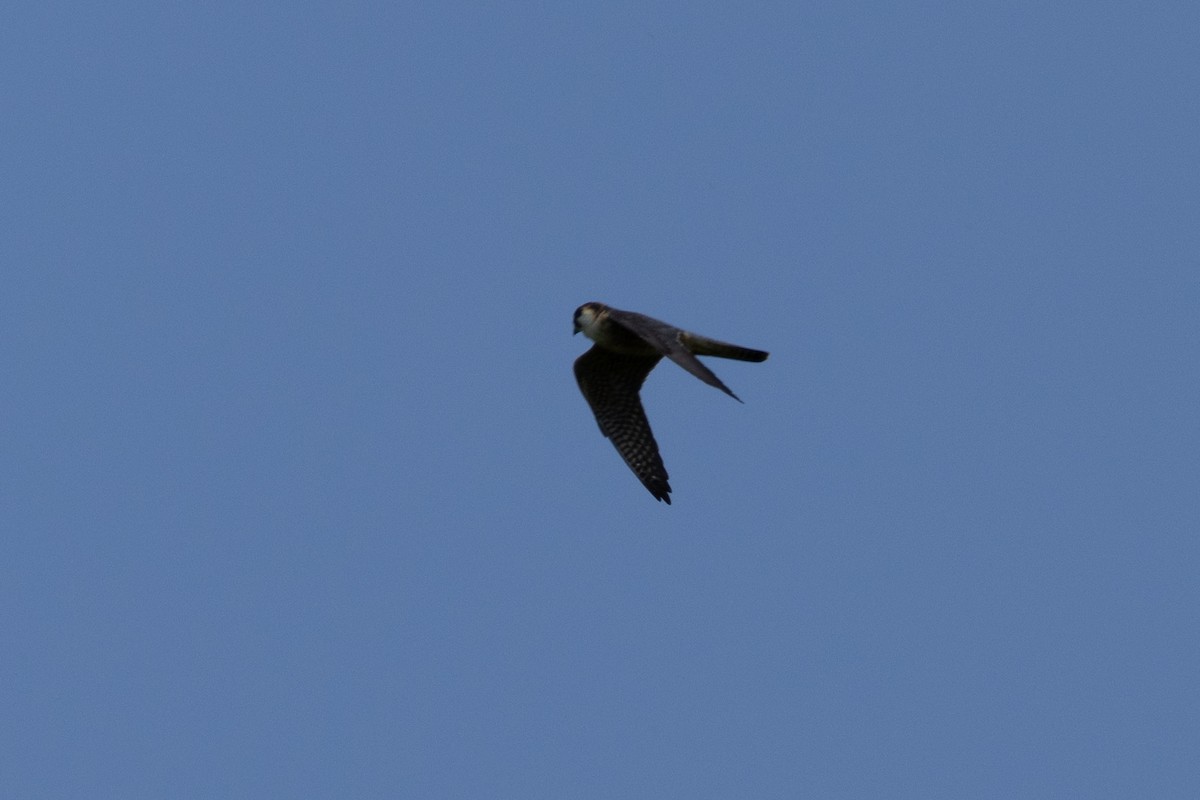 Australian Hobby - ML642840410