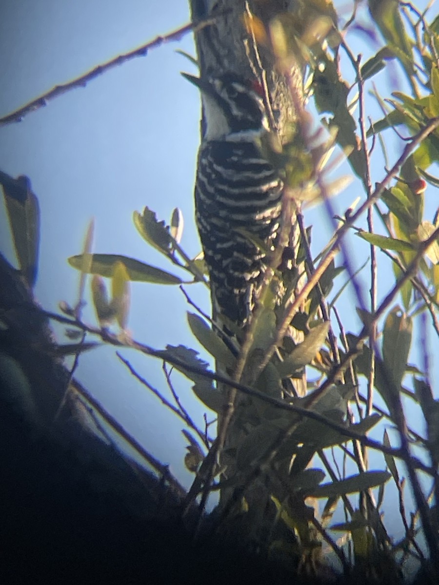 Nuttall's Woodpecker - ML642840414