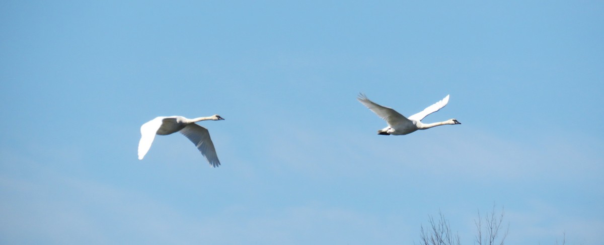 Trumpeter Swan - ML642840423