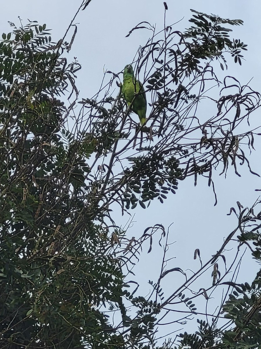 Amazona Nuquigualda - ML642840445