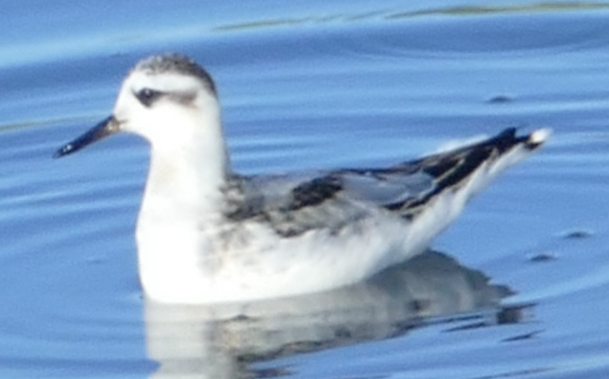 Falaropo Picogrueso - ML642840446