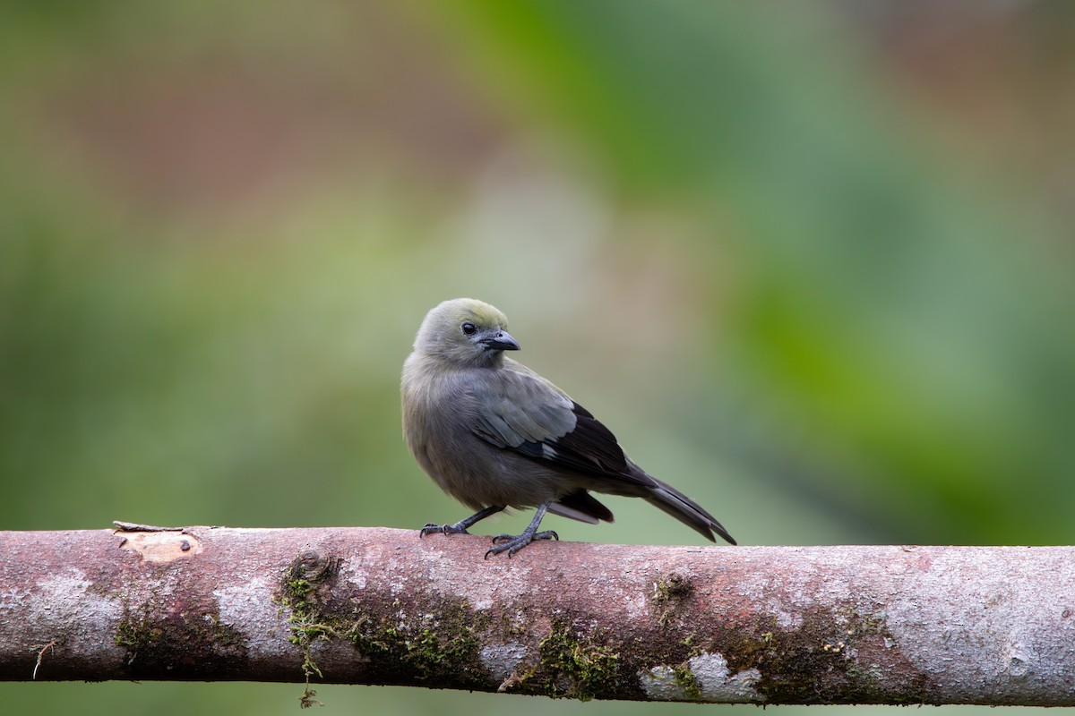 Palm Tanager - ML642840454