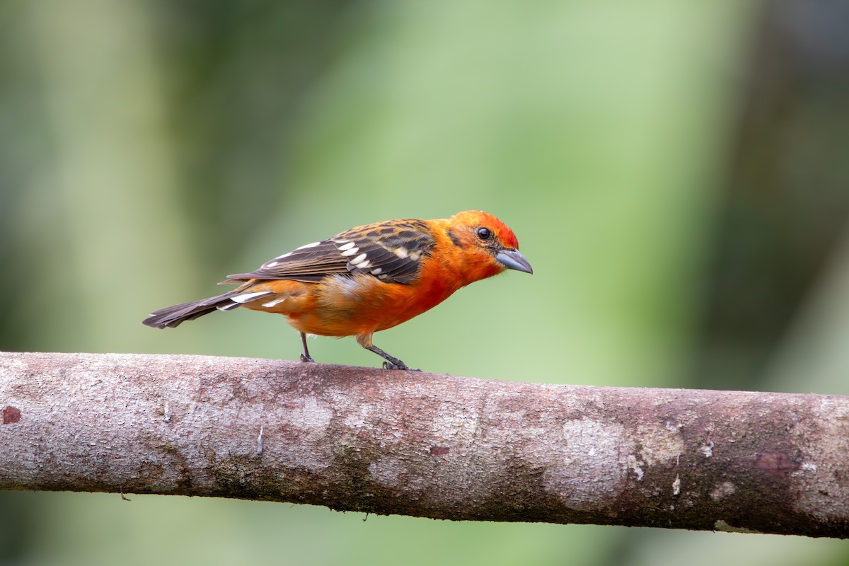 Piranga Estriada - ML642840462