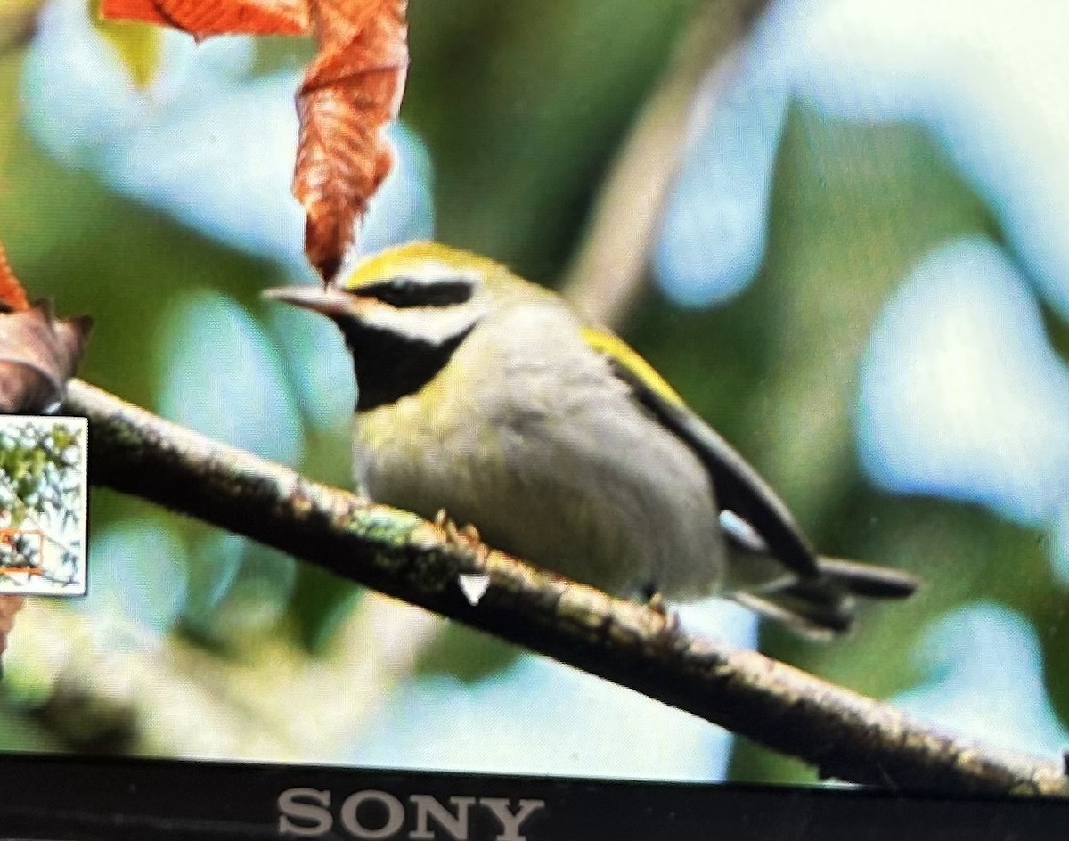 Golden-winged Warbler - ML642840469
