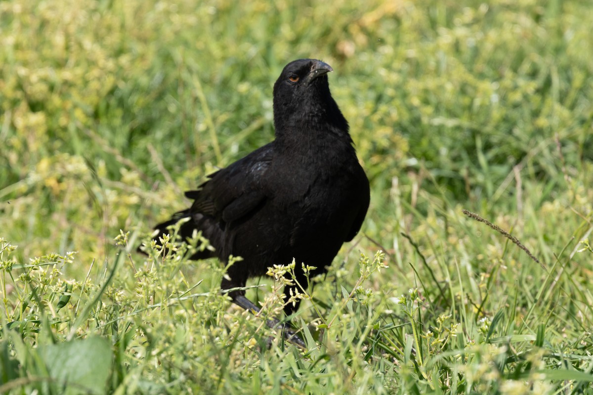 White-winged Chough - ML642840474