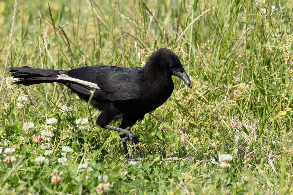 White-winged Chough - ML642840475