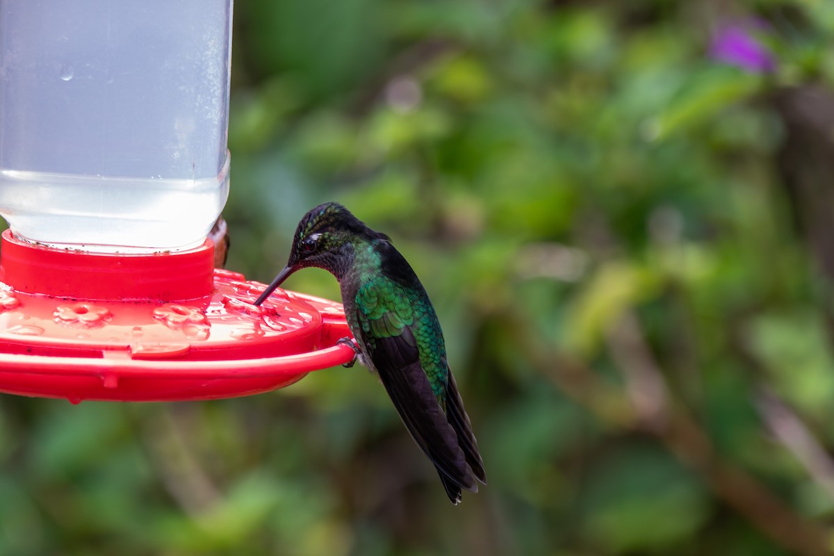 Talamanca Hummingbird - ML642840481