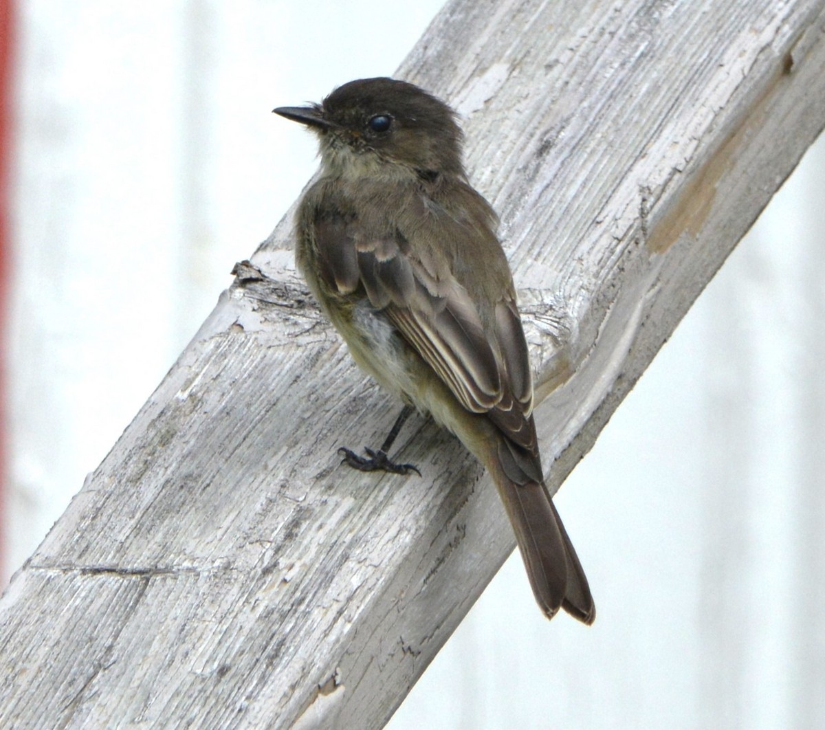 Eastern Phoebe - ML642840488