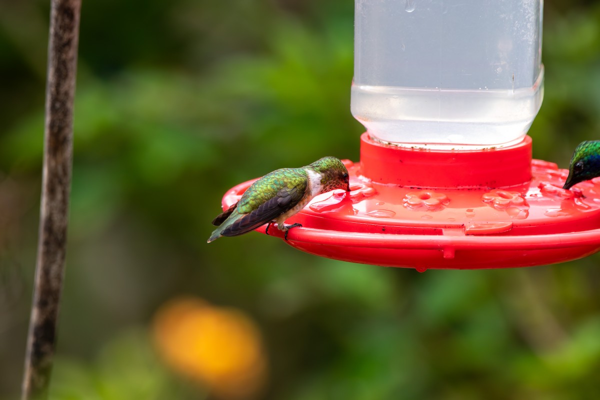 Volcano Hummingbird - ML642840490