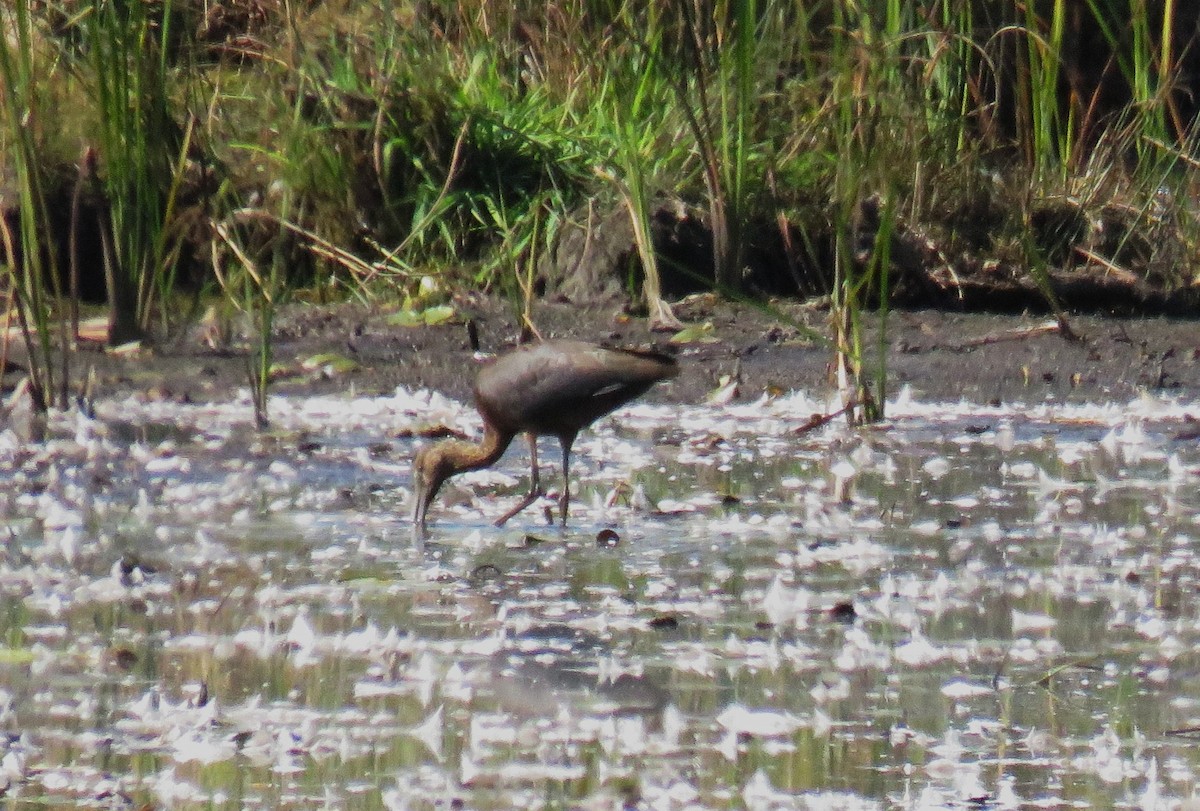 Glossy Ibis - ML642840491