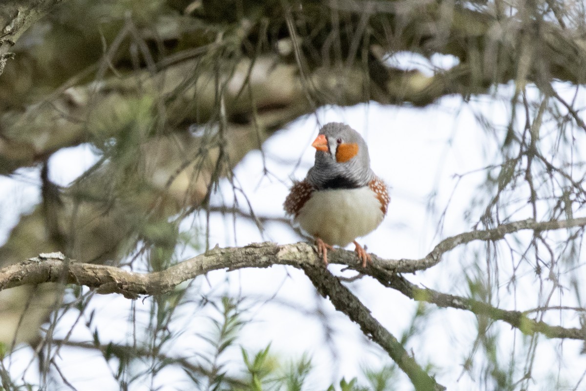 Zebra Finch (Australian) - ML642840501