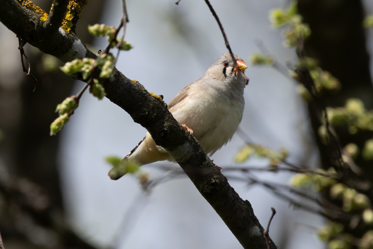 Zebra Finch (Australian) - ML642840502