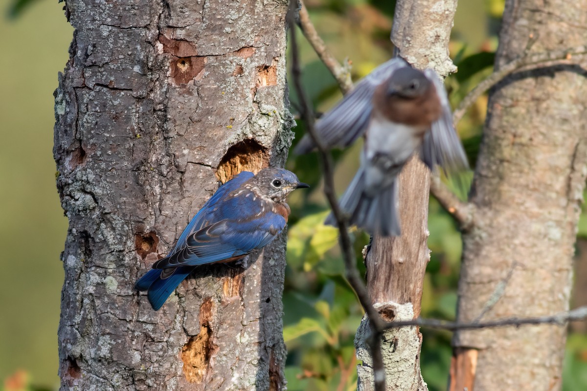 Eastern Bluebird - ML642840504