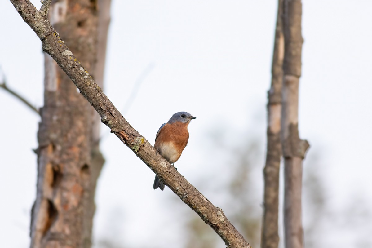 Eastern Bluebird - ML642840505