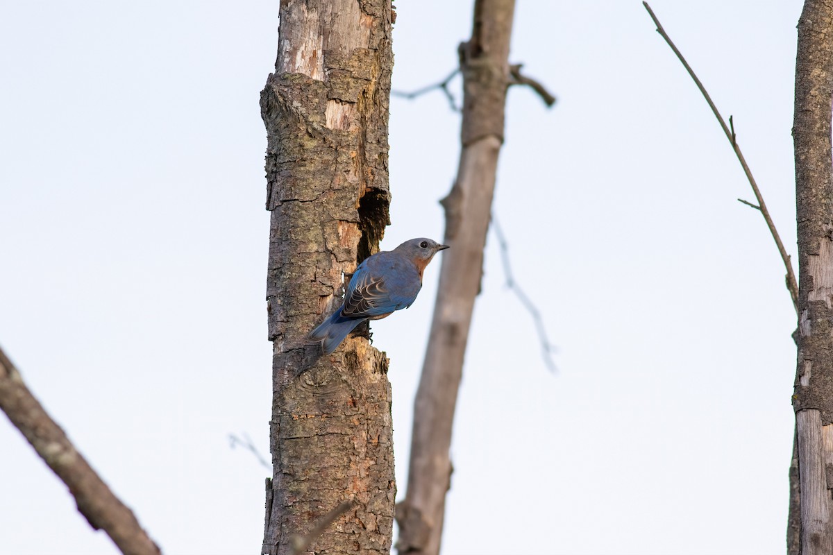 Eastern Bluebird - ML642840506