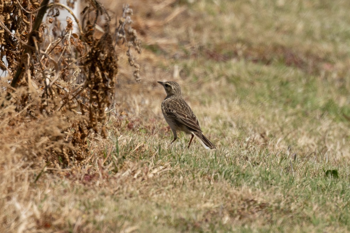 Australian Pipit - ML642840512