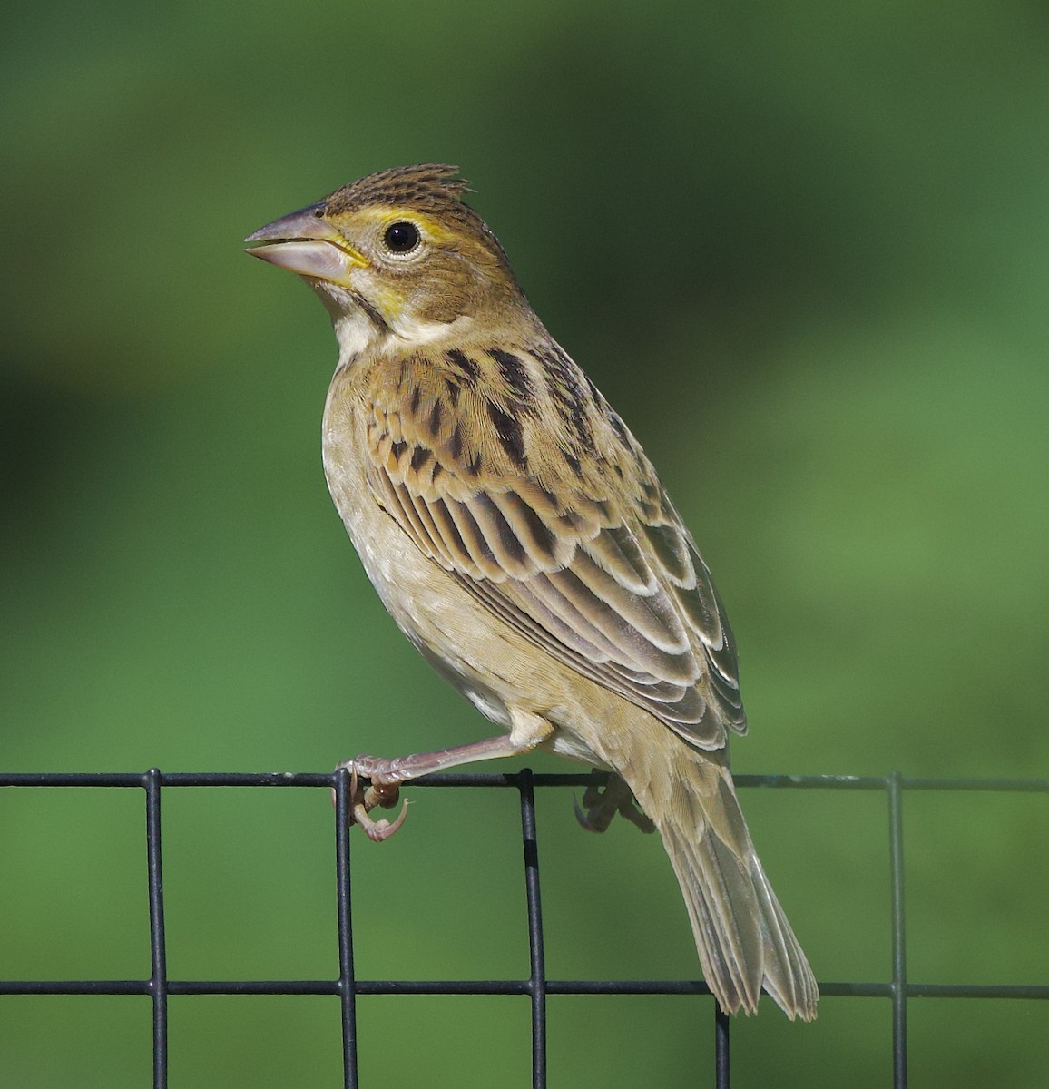 Dickcissel - ML642840514