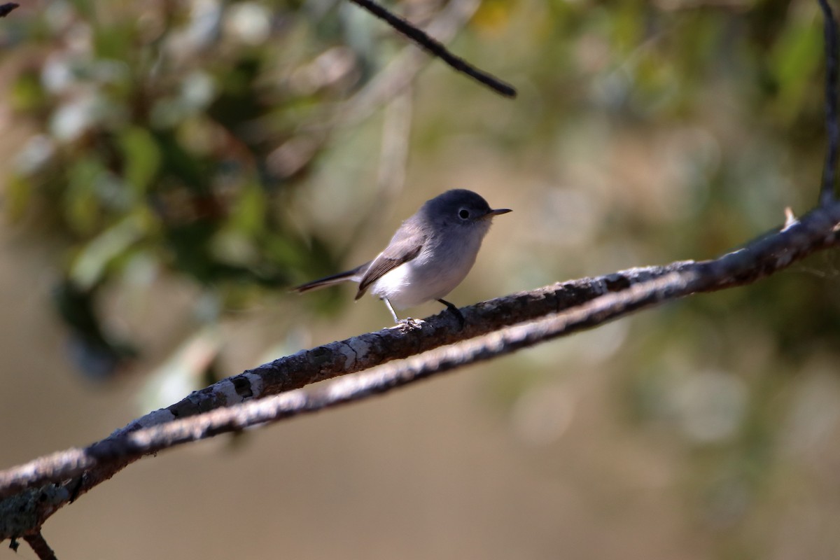 Blue-gray Gnatcatcher - ML642840519