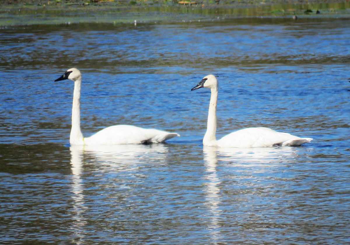Trumpeter Swan - ML642840520