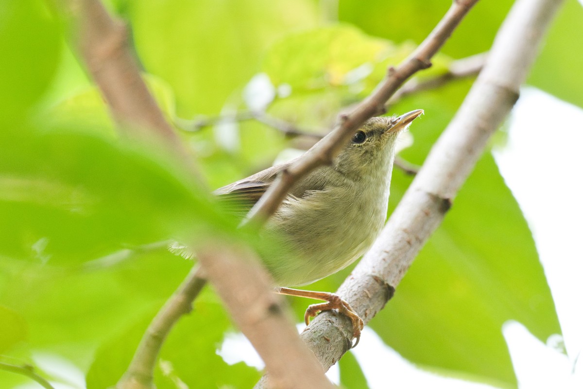 Japanese Bush Warbler - ML642840521
