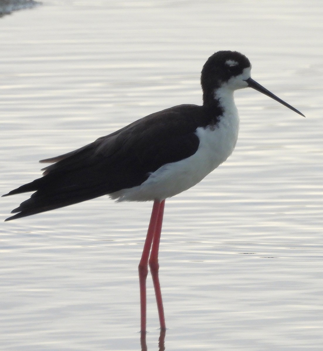 Black-necked Stilt - ML642840527