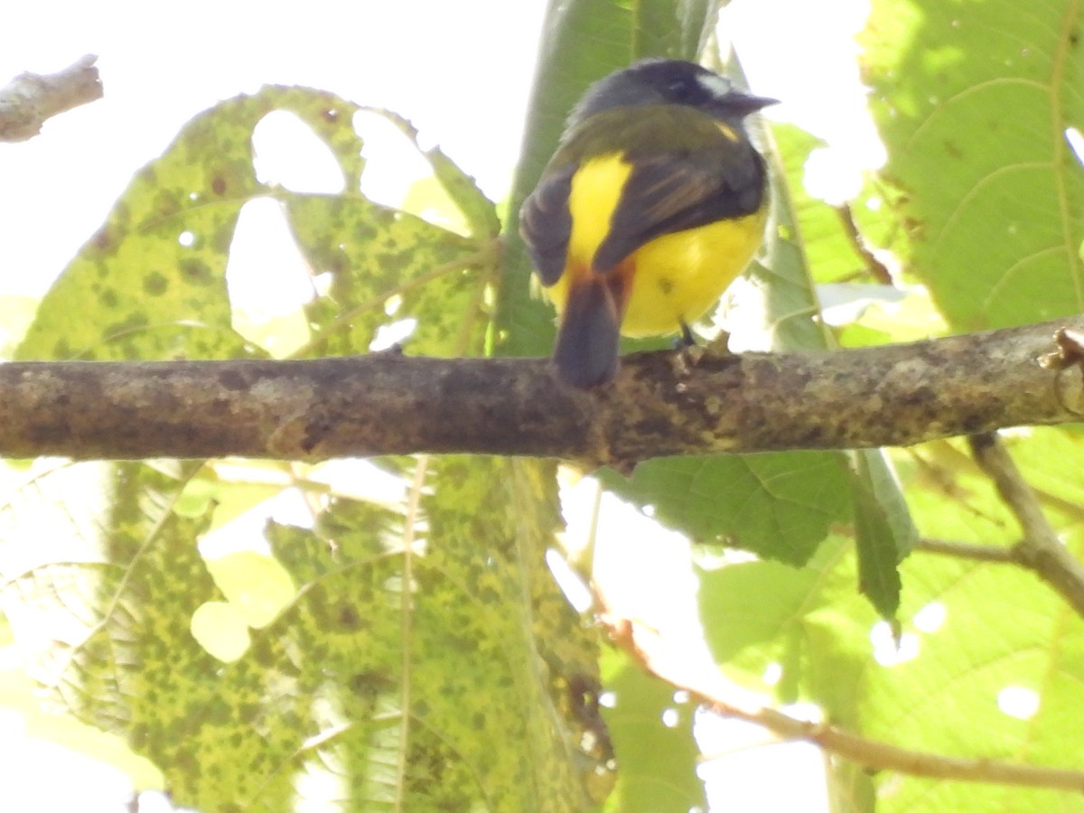 Ornate Flycatcher - ML642840528