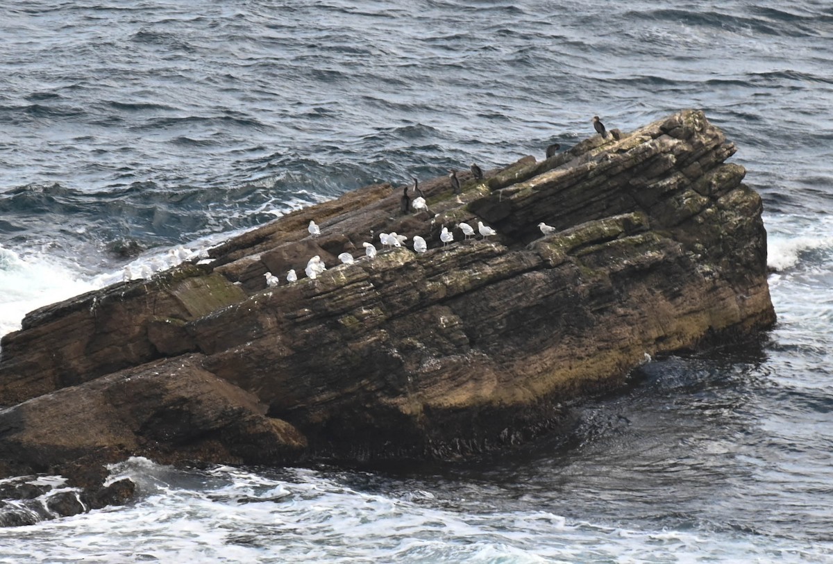 Great/Double-crested Cormorant - ML642840529