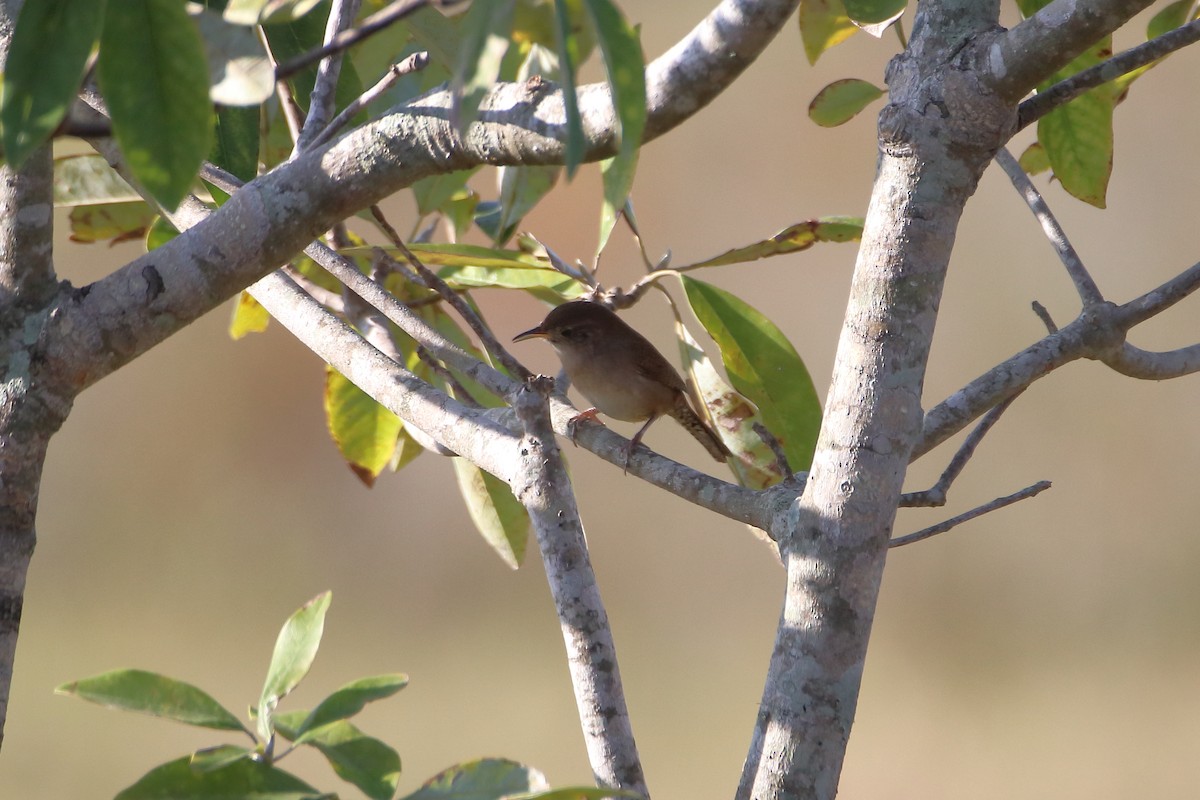 Northern House Wren - ML642840530