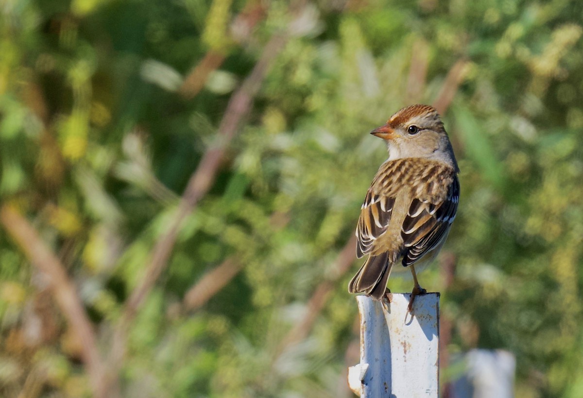 White-crowned Sparrow - ML642840531