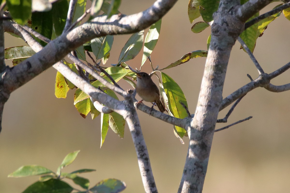 Northern House Wren - ML642840532