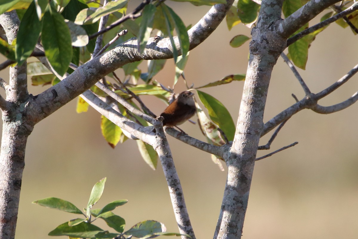Northern House Wren - ML642840533