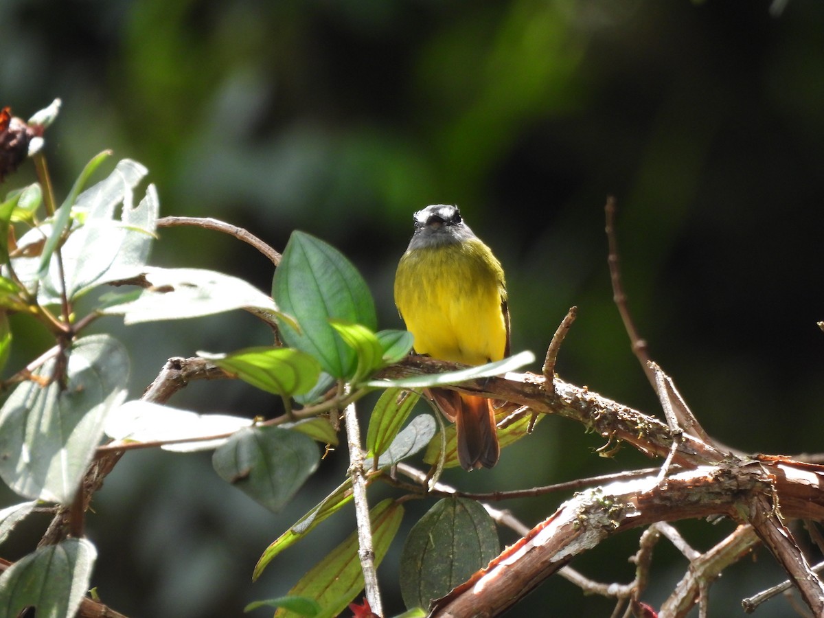 Ornate Flycatcher - ML642840534
