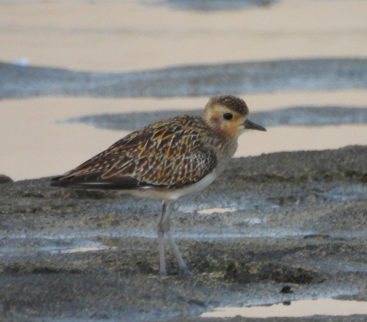 Pacific Golden-Plover - ML642840535