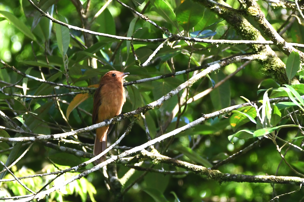 Rufous Mourner - ML642840539