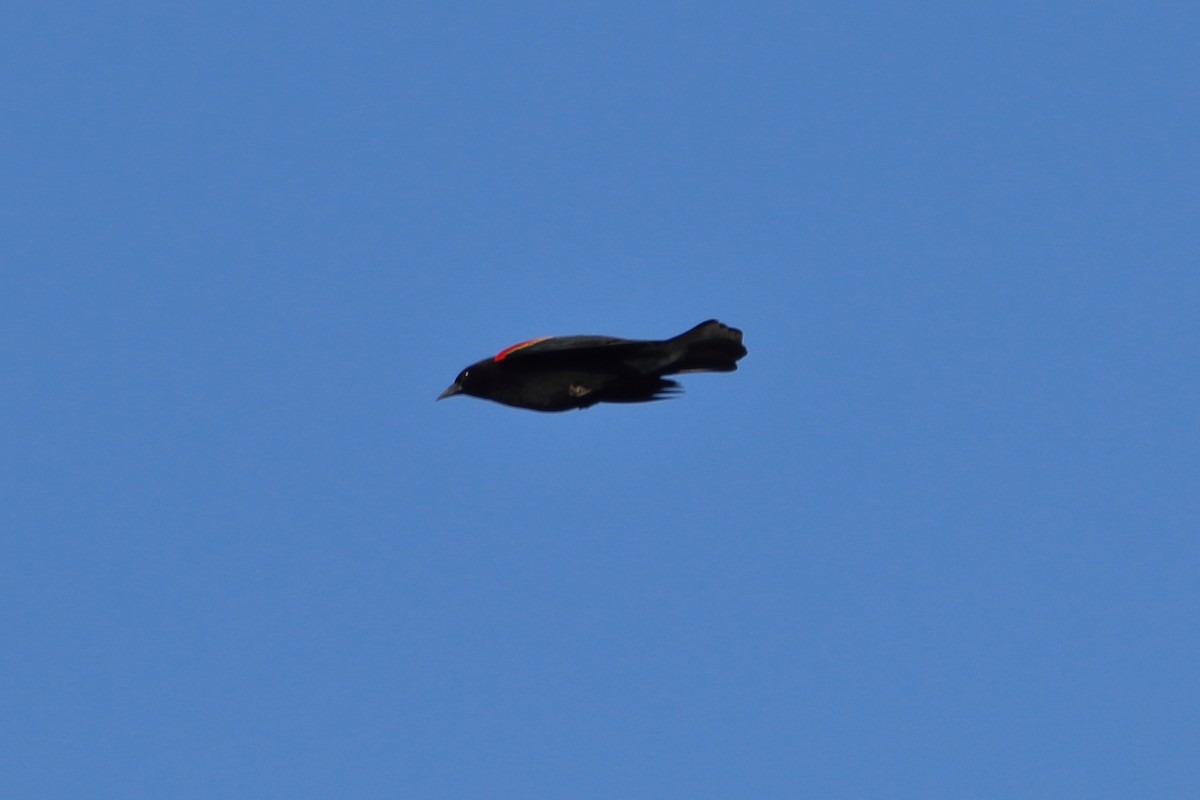 Red-winged Blackbird (Red-winged) - ML642840542
