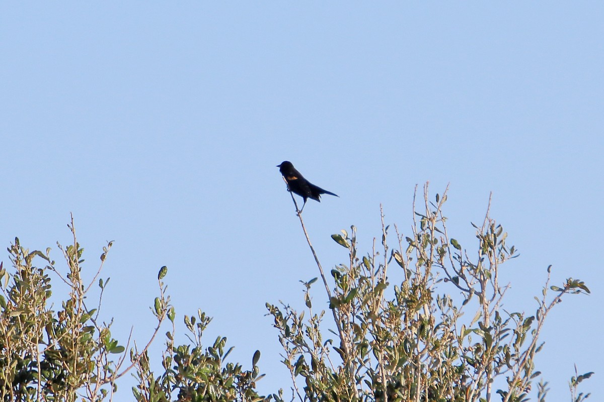 Red-winged Blackbird (Red-winged) - ML642840543