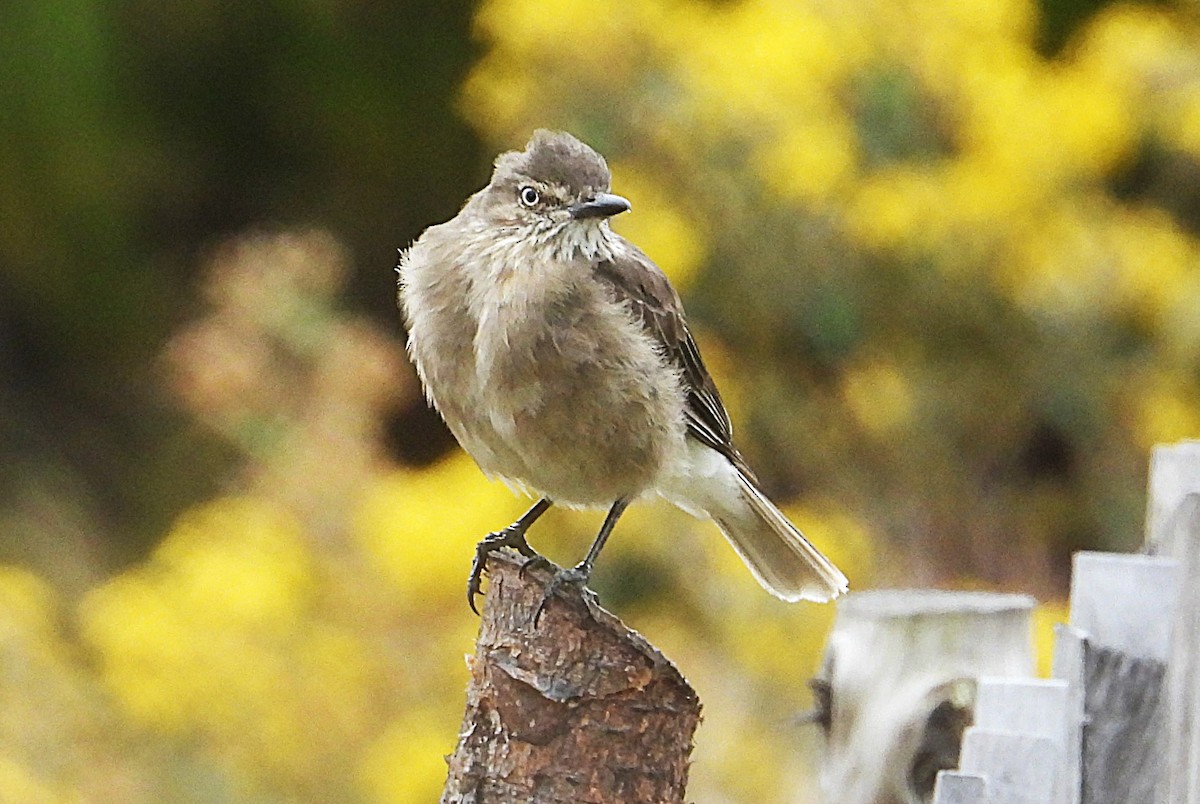 Black-billed Shrike-Tyrant - ML642840546