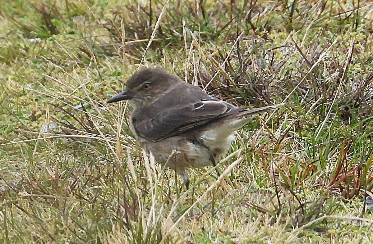 Black-billed Shrike-Tyrant - ML642840547