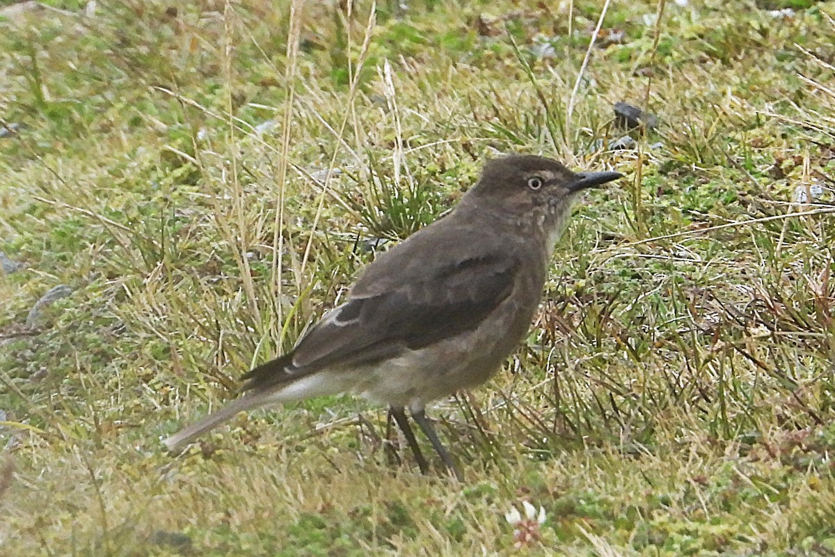 Black-billed Shrike-Tyrant - ML642840548