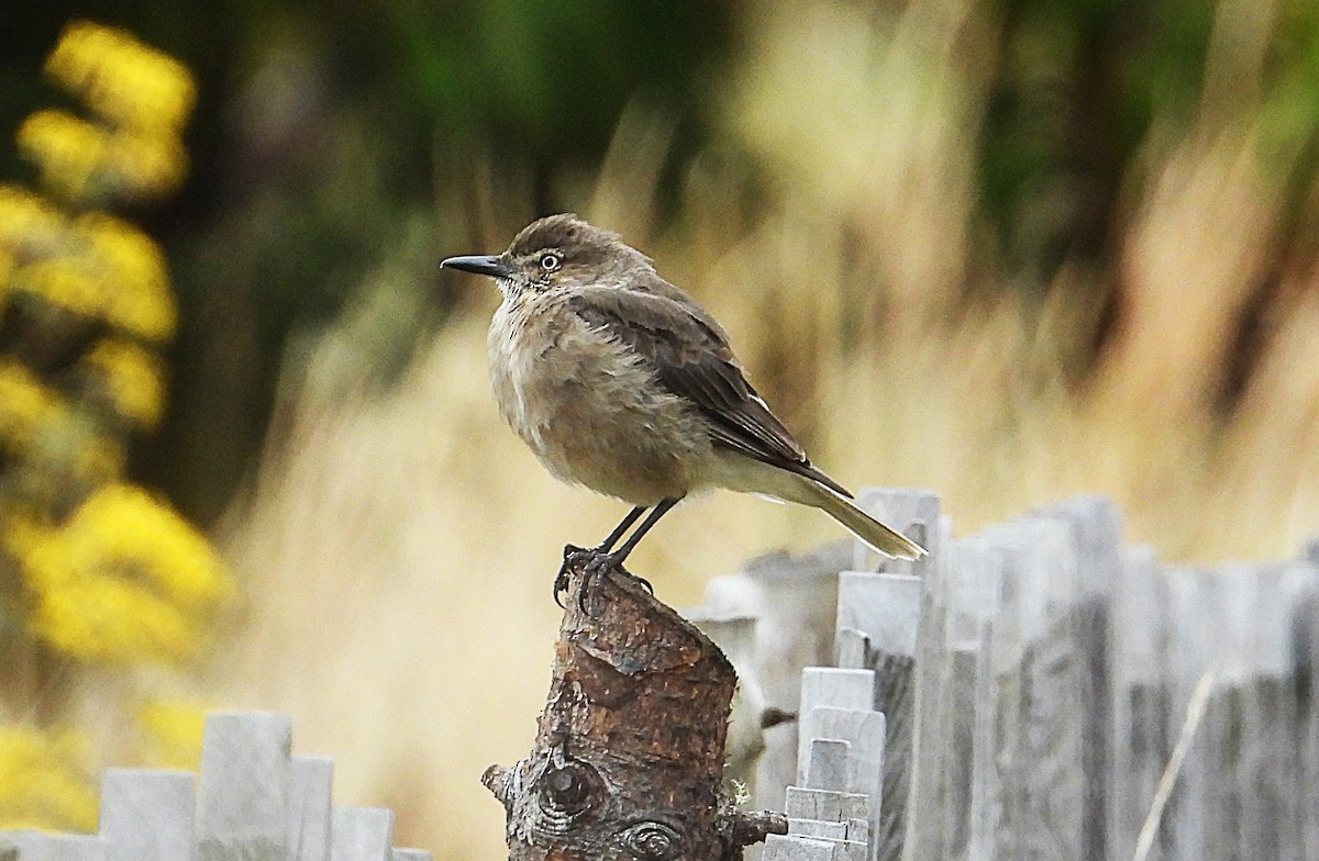 Black-billed Shrike-Tyrant - ML642840550