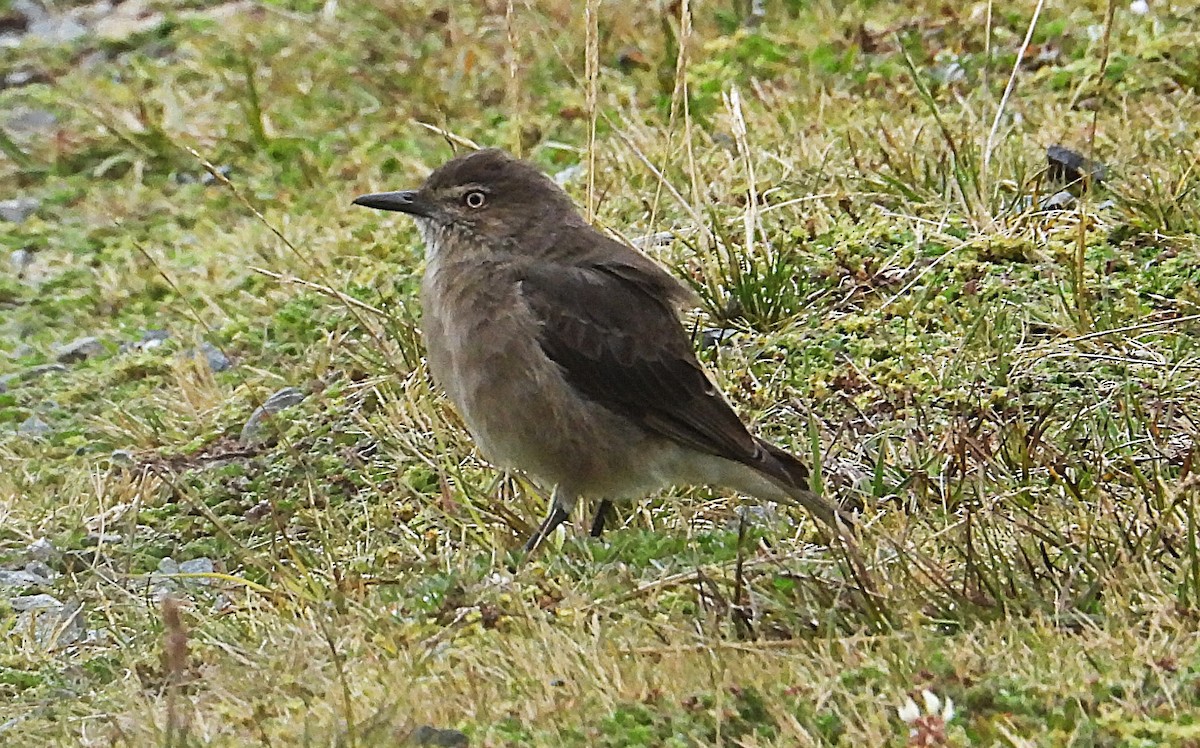 Black-billed Shrike-Tyrant - ML642840551