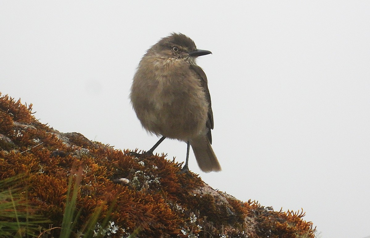 Black-billed Shrike-Tyrant - ML642840552