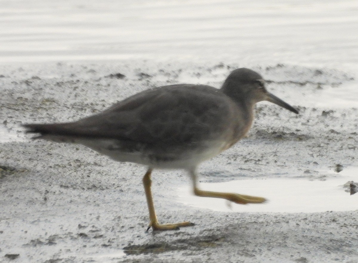 Wandering Tattler - ML642840553