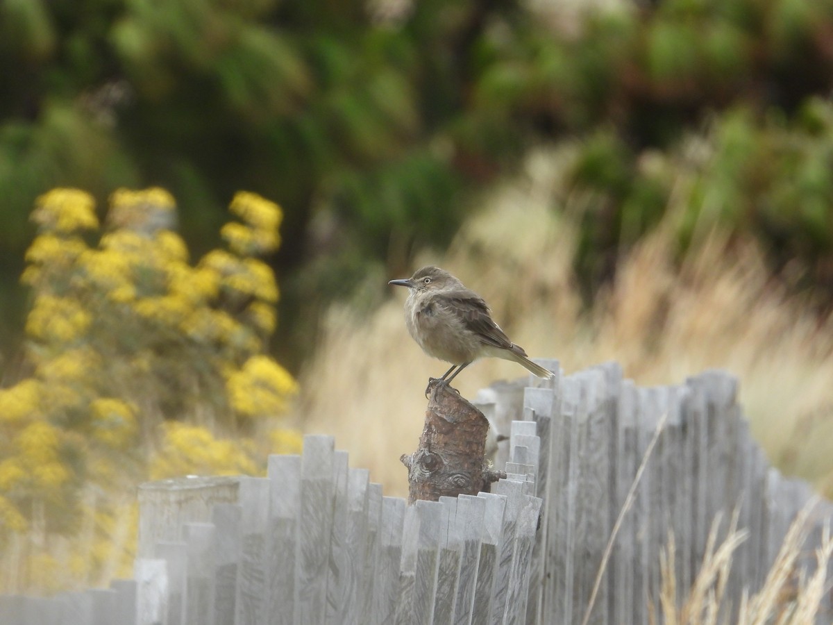 Black-billed Shrike-Tyrant - ML642840554