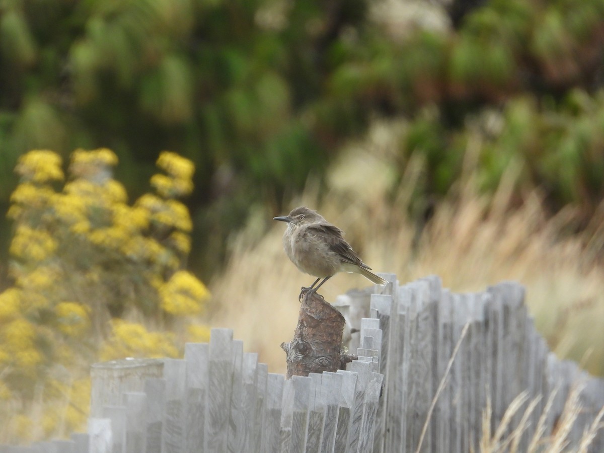 Black-billed Shrike-Tyrant - ML642840555