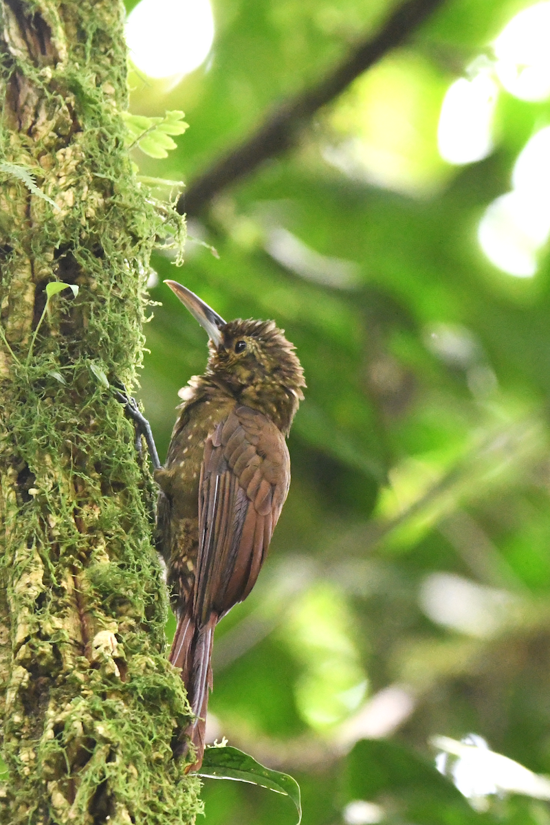 Spotted Woodcreeper - ML642840559