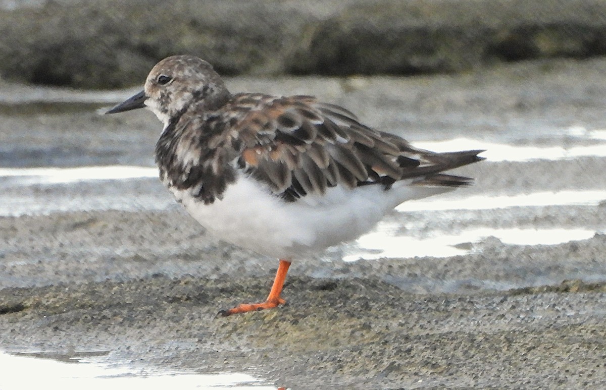 Ruddy Turnstone - ML642840561